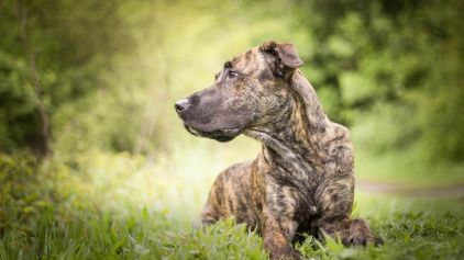Photo de hercule, Cursinu pure race