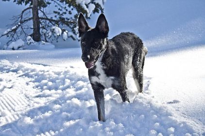 Photo de Gibson, Berger Allemand crois� Husky