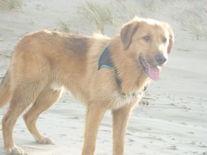 Photo d'INDY, corniaud Berger Allemand Golden Retriever
