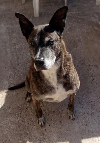 Photo de Micky, Berger hollandais crois� American Staffordshire terrier