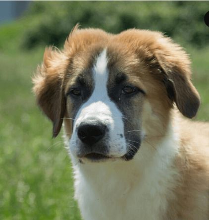 Photo d'Or�o, Saint-bernard crois� Border Collie
