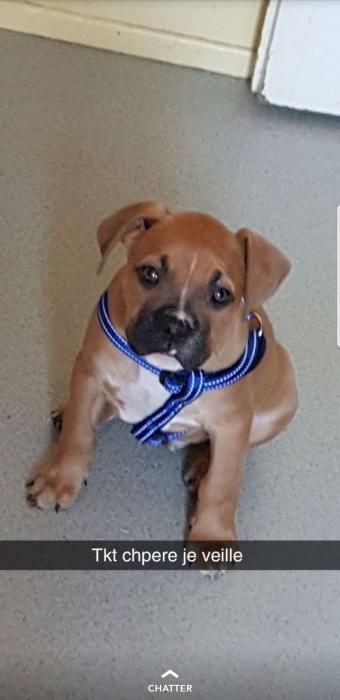 Photo de pandore, American Bully crois� Boxer