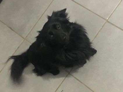 Photo de Blink, Teckel crois� Spitz nain
