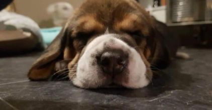Photo de Snoopy, Beagle pure race