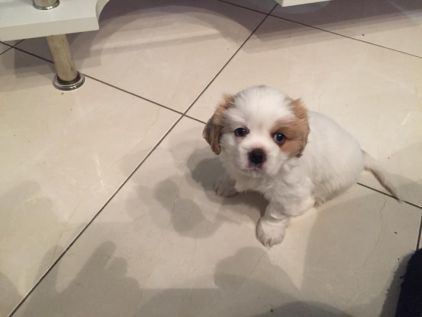 Photo de PACHA, Cavalier King Charles crois� P�kinois