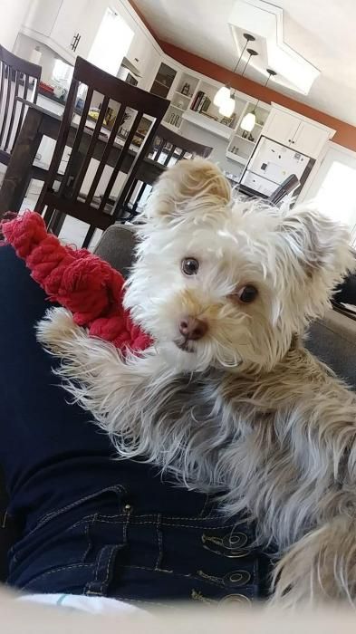 Photo de Venus, Caniche crois� Yorkshire terrier