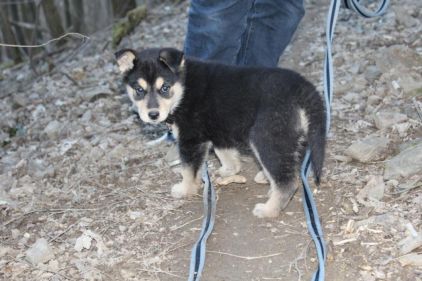 Photo de Izzy, Husky crois�