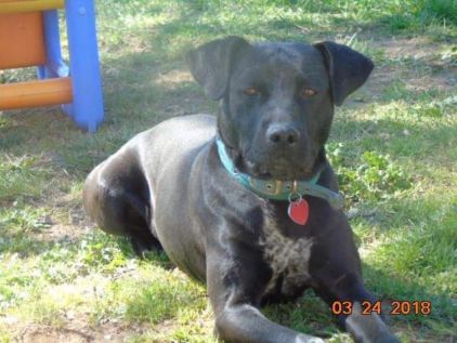 Photo de Ariane, American Staffordshire terrier crois�
