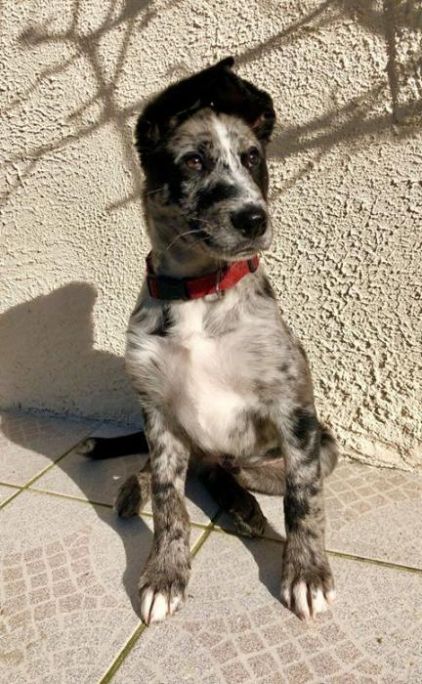 Photo de Ako, corniaud Beauceron Berger australien