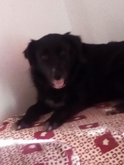Photo de Lipsyi, Border Collie crois� Golden Retriever