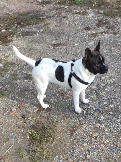 Photo de Oz, Bouledogue fran�ais crois� Jack Russell terrier