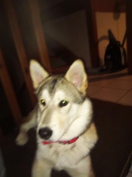 Photo de Shadow, Husky crois� Malamute de l'Alaska