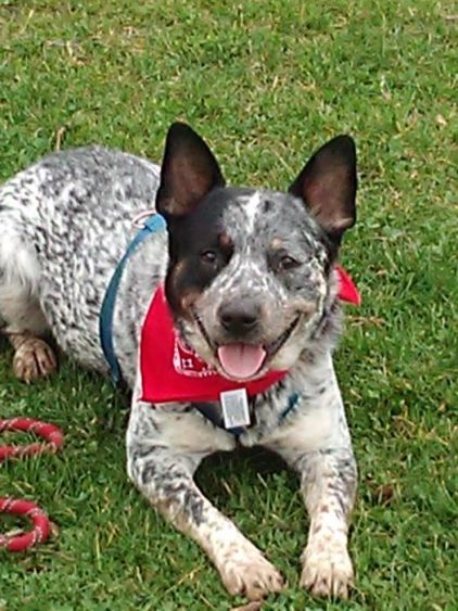 Photo de Jim, Bouvier australien pure race