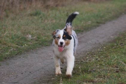 Photo de Galia, Berger australien pure race