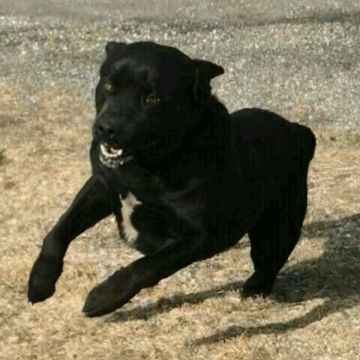 Photo de Guerrier, Rottweiler crois� Pitbull