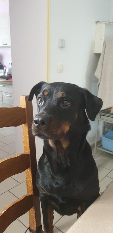 Photo d'ios, Rottweiler crois� Beauceron