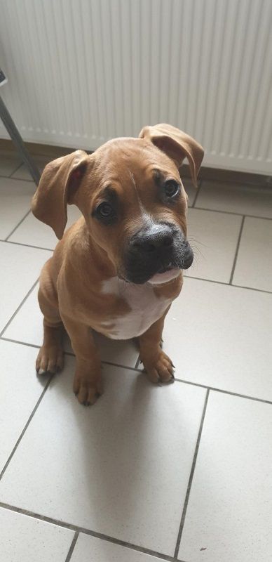 Photo de pandore, American Bully crois� Boxer