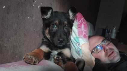 Photo de N�o, Berger Allemand crois� Beauceron