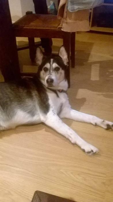 Photo de Boby, Berger Allemand crois� Husky