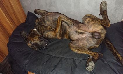 Photo d'Iron, Beauceron crois� Boxer