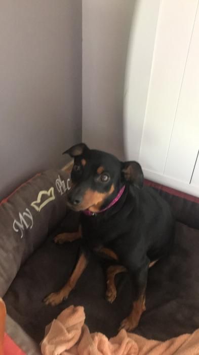Photo de Hizette, Pinscher allemand pure race