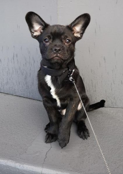Photo de Oslo, Bouledogue fran�ais crois� Spitz nain