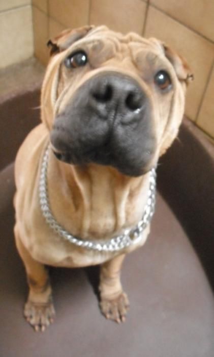 Photo de Avrel, Shar Pei pure race