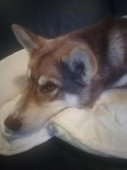 Photo de Orok, Husky crois� Malamute de l'Alaska