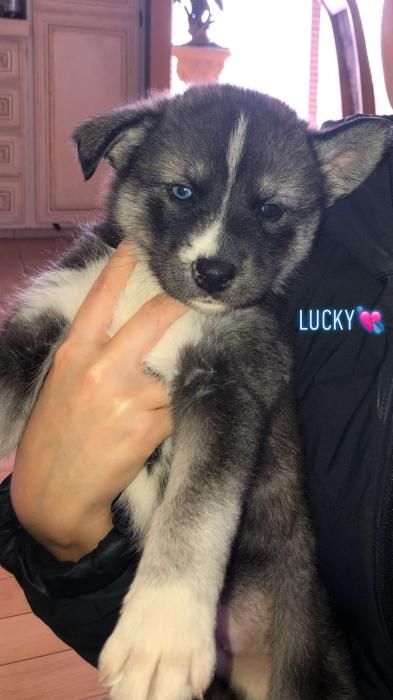 Photo de Lucky, Berger Allemand crois� Husky