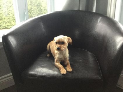 Photo de Charlie, Yorkshire terrier crois� Chihuahua