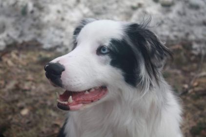 Photo de Bob, Border Collie crois� Shetland