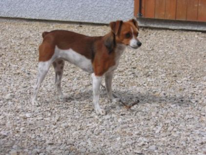 Photo de Kimi, Pinscher nain crois� Jack Russell terrier