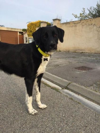 Photo de Drop, Berger d'Anatolie kangal crois� Border Collie