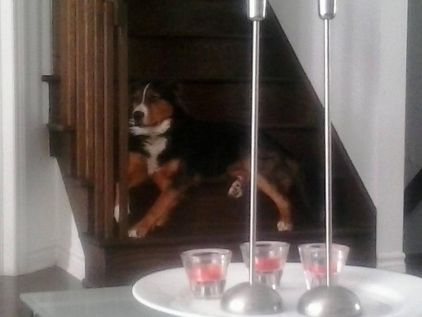 Photo de Cognac, Bouvier bernois crois� Griffon