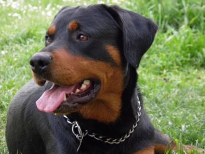 Photo de Blacko, Rottweiler crois� Beauceron
