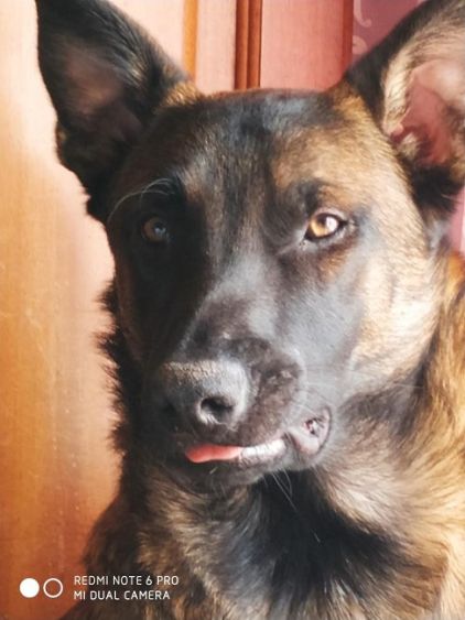Photo de Odin, Berger Belge Malinois pure race