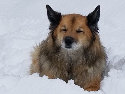 Photo de Ti loup, Berger Allemand crois� Malamute de l'Alaska