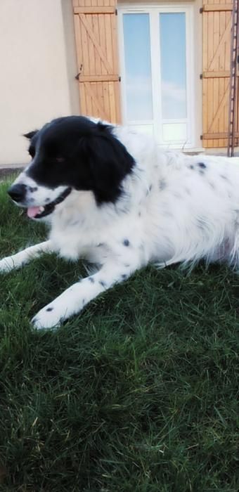 Photo de Junior, Border Collie pure race