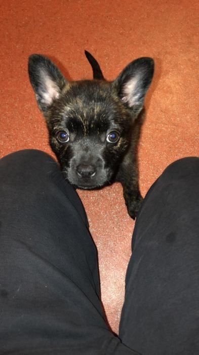 Photo de Koba, Bouledogue fran�ais crois� Spitz allemand