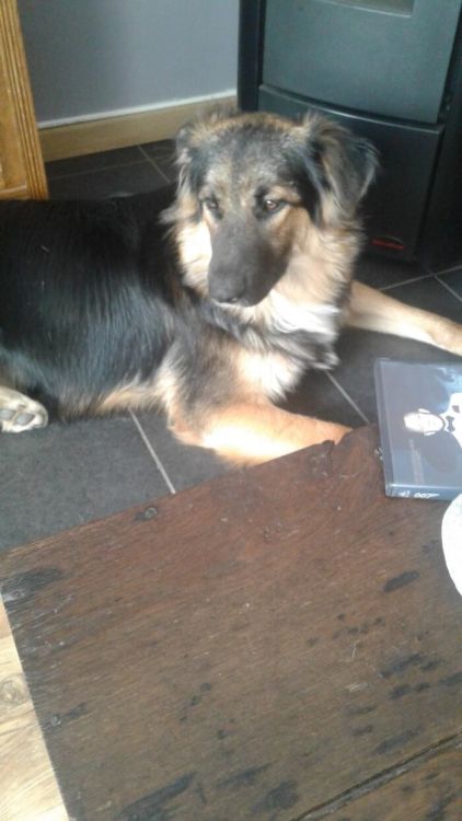 Photo de Boris, Border Collie crois� Berger Allemand