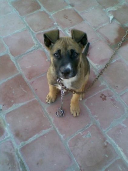Photo de Flika, American Staffordshire terrier crois� Berger Belge Malinois