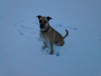 Photo de Babel, American Staffordshire terrier crois� Berger Belge Malinois