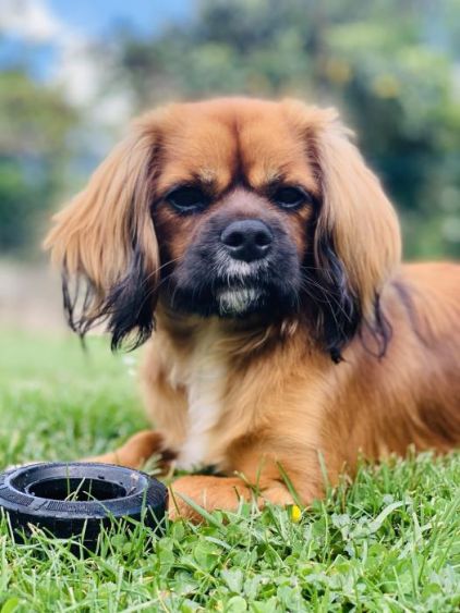 Photo de Newton, Cavalier King Charles crois� Epagneul tib�tain