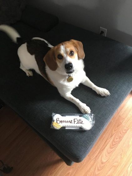 Photo de Happy, Esquimau am�ricain crois� Basset hound