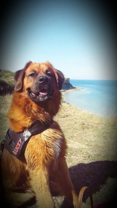 Photo de Lucky, Labrador Retriever crois� Saint-bernard