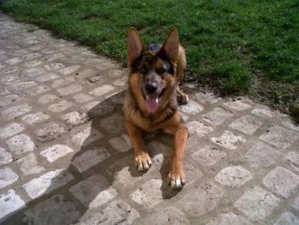 Photo de Puldo, Berger Allemand crois� Berger australien