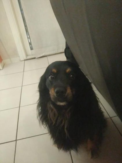 Photo de Nestor, Spitz japonais crois� Cocker anglais