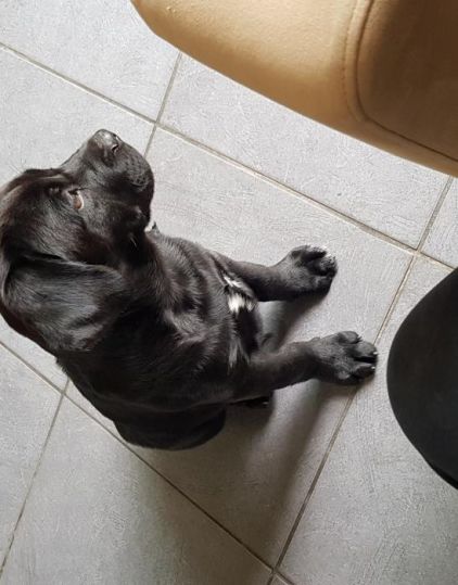 Photo de Pantheon, Pointer anglais crois� Boxer