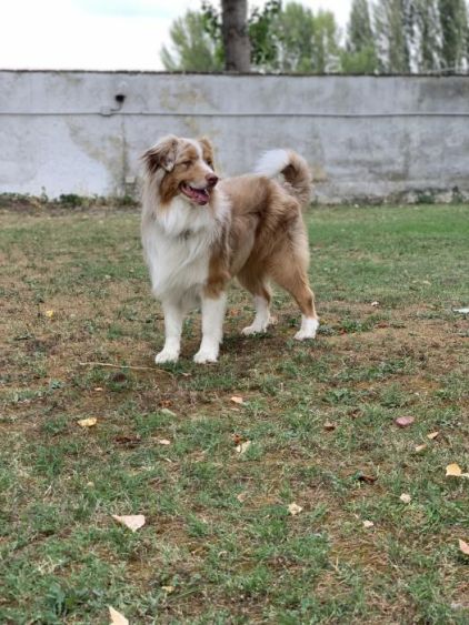 Photo de Puppy, Berger australien pure race