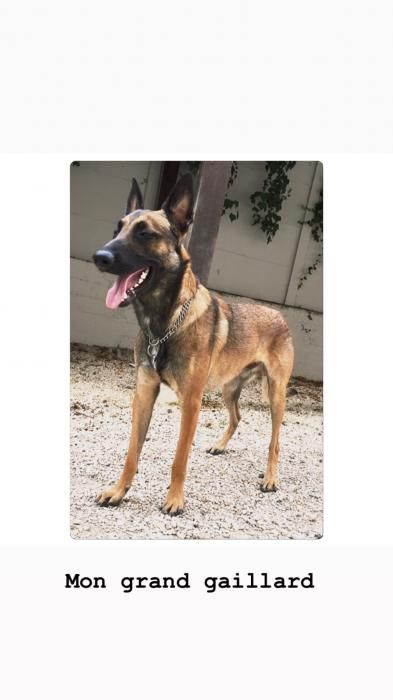 Photo de Osky, Berger Belge Malinois pure race